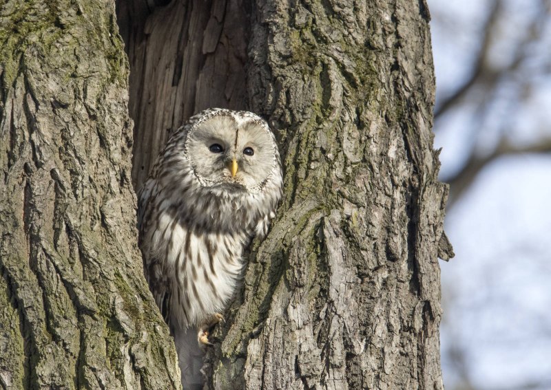 Длиннохвостая неясыть (Strix uralensis)