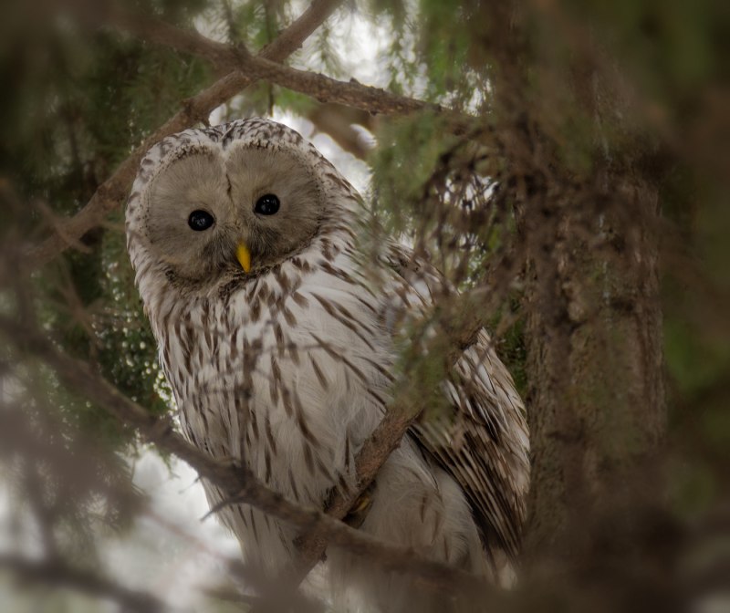Длиннохвостая неясыть (Strix uralensis)