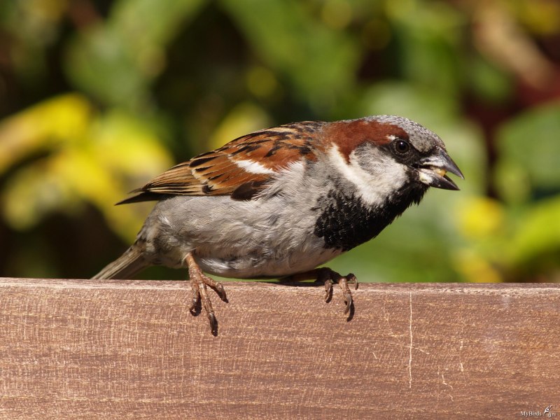 Воробей домовый (passer domesticus) самец