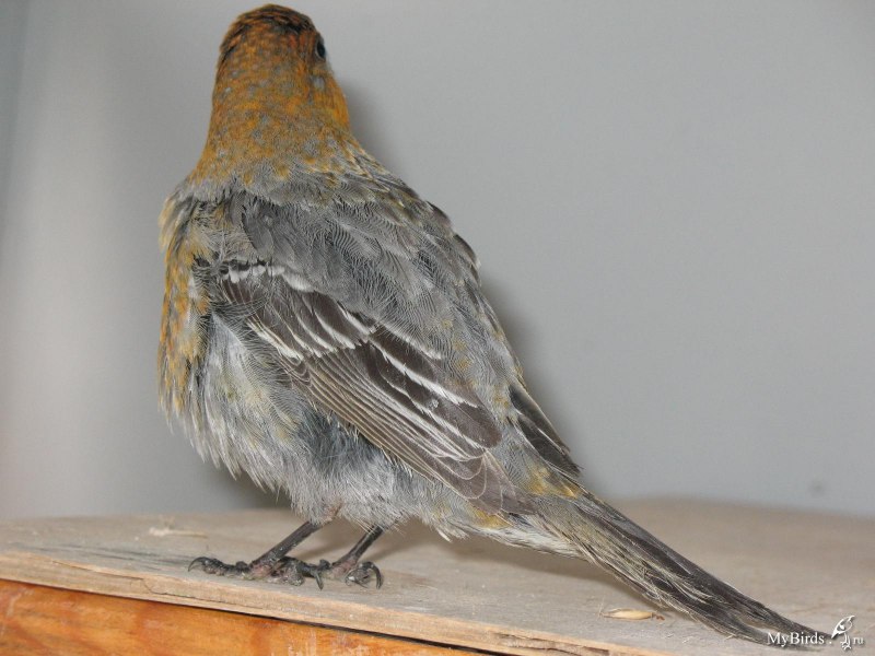 Семейство: Вьюрковые (Fringillidae)