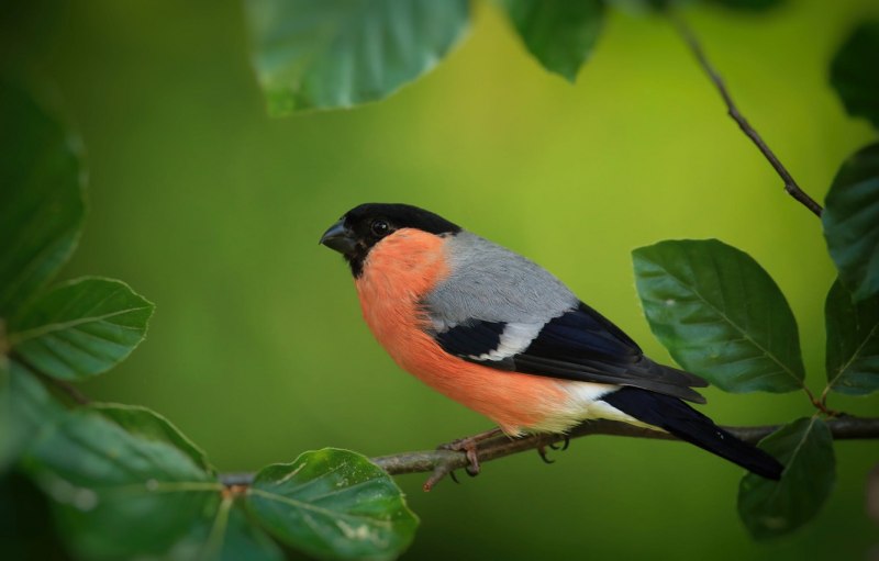 Дубонос coccothraustes coccothraustes