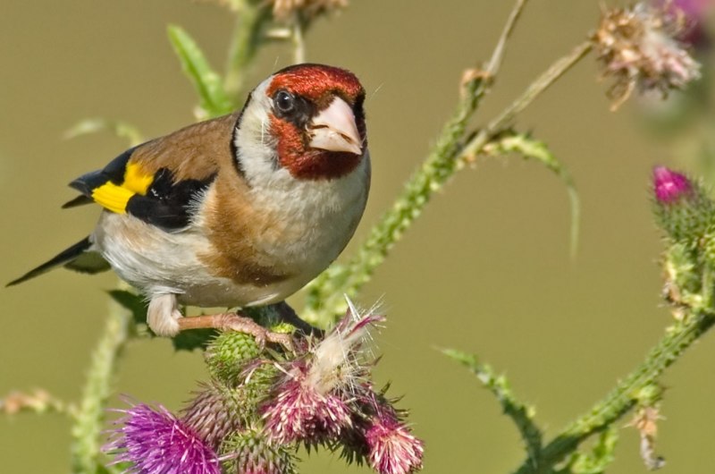 Щегол черноголовый Carduelis Carduelis