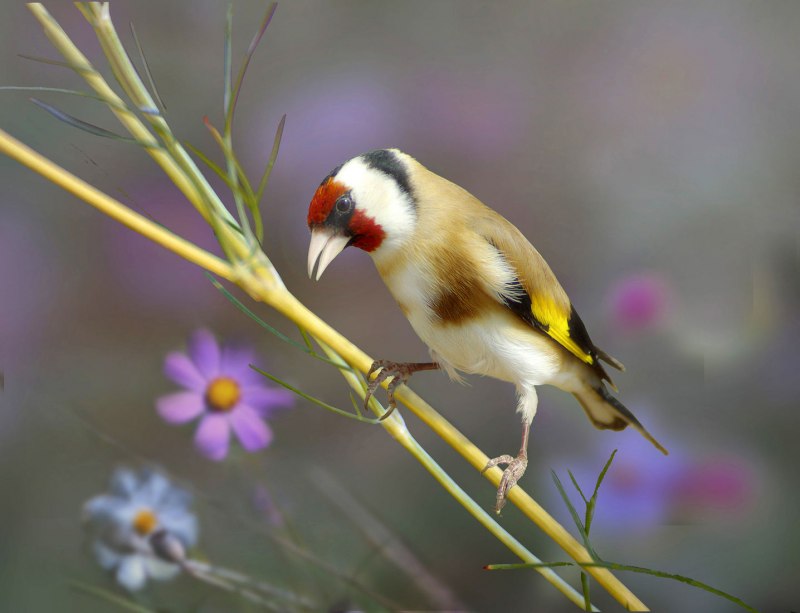 Щегол (Carduelis Carduelis)