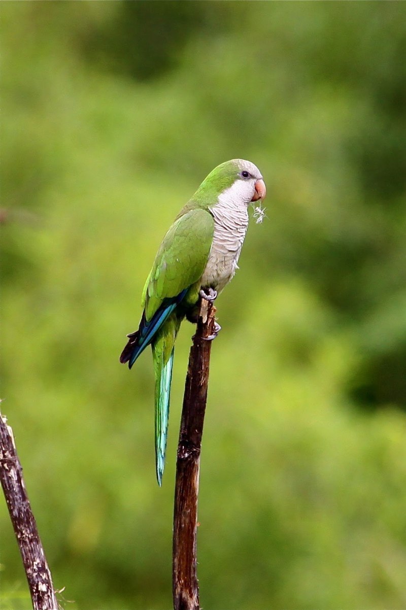 Myiopsitta monachus