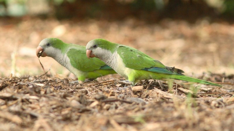 Myiopsitta monachus