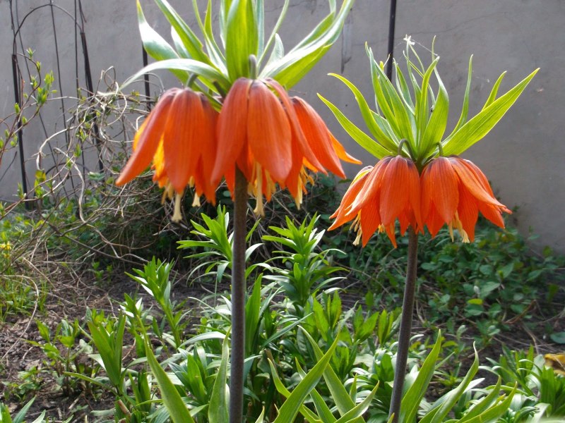 Рябчик русский Fritillaria ruthenica Wikstr.