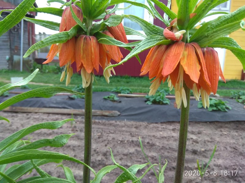 Рябчик русский Fritillaria ruthenica Wikstr.