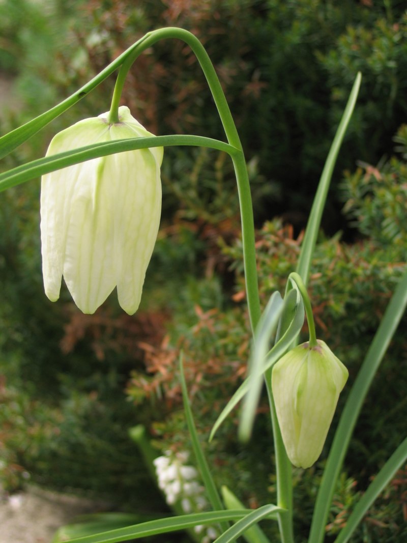 Рябчик Императорский (Fritillaria Imperialis) 'Aureomarginata'