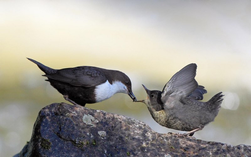 Cinclus cinclus