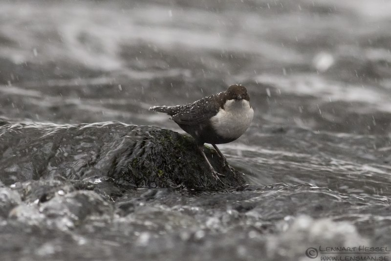 Оляпка бегает под водой