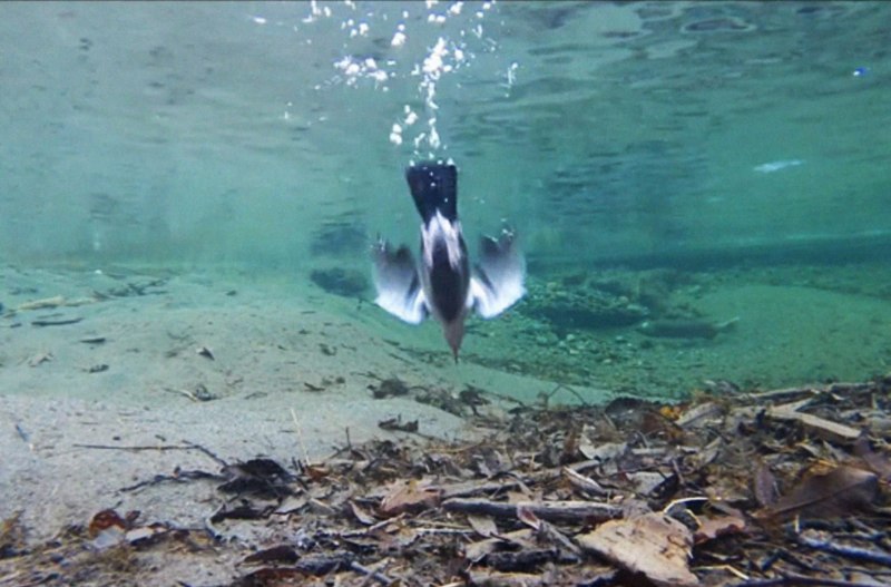 Оляпка птица под водой