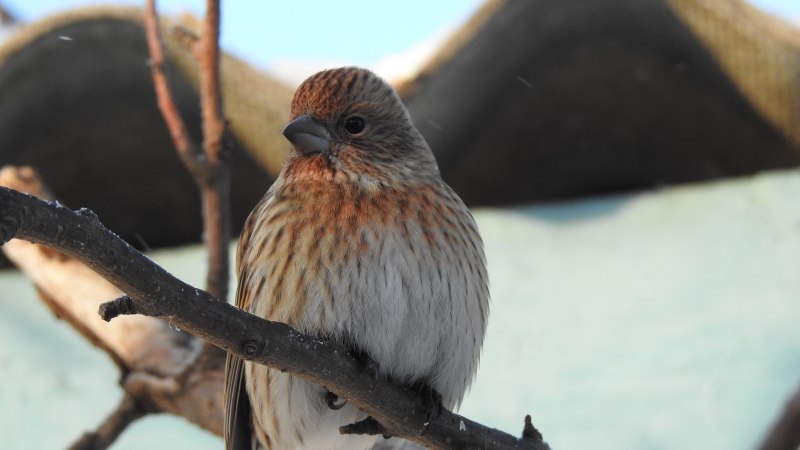 Обыкновенная чечевица (Carpodacus erythrinus)
