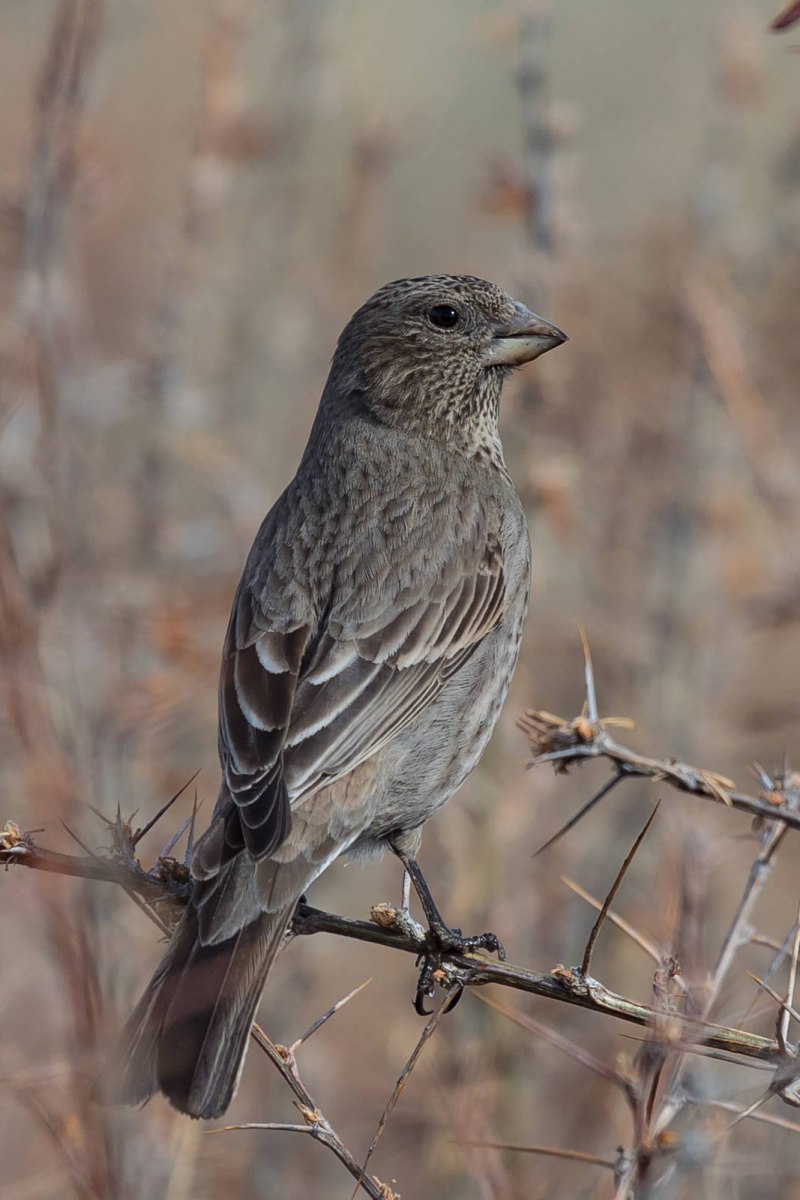 Большая чечевица (Carpodacus rubicilla)