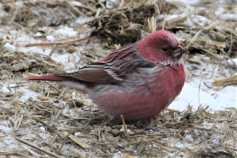 Сибирская чечевица Carpodacus roseus