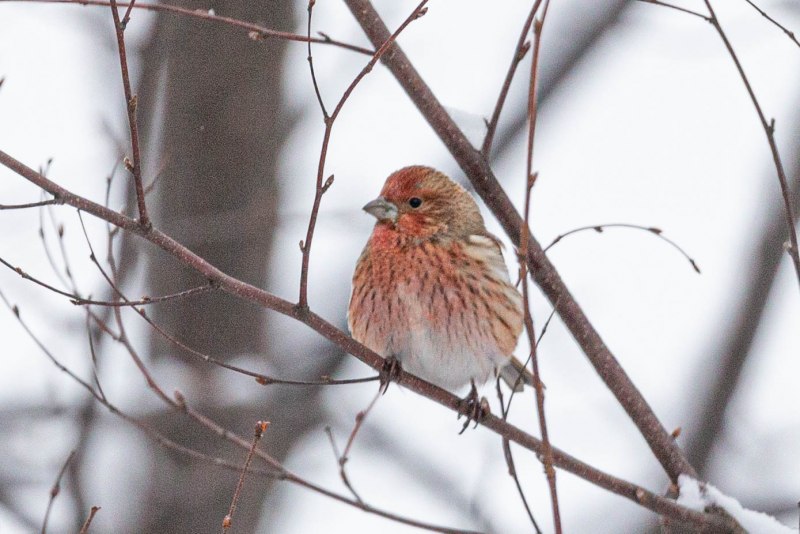 Сибирская чечевица (Carpodacus roseus (Pall.)