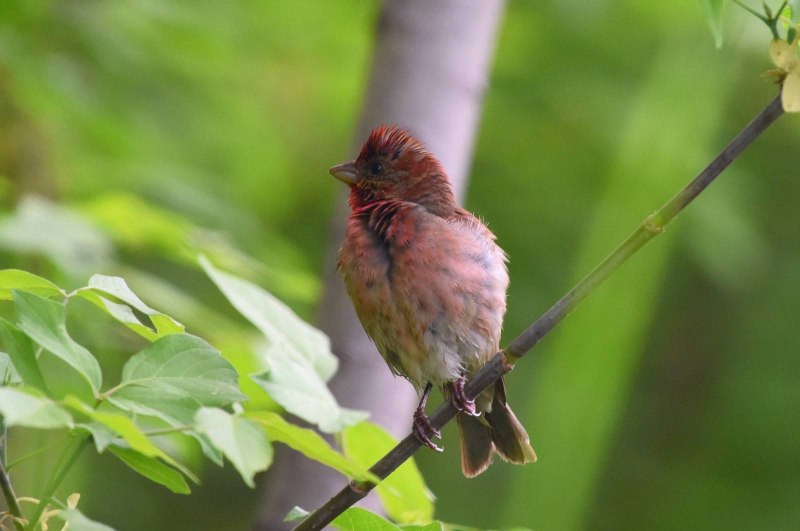 Большая чечевица (Carpodacus rubicilla)
