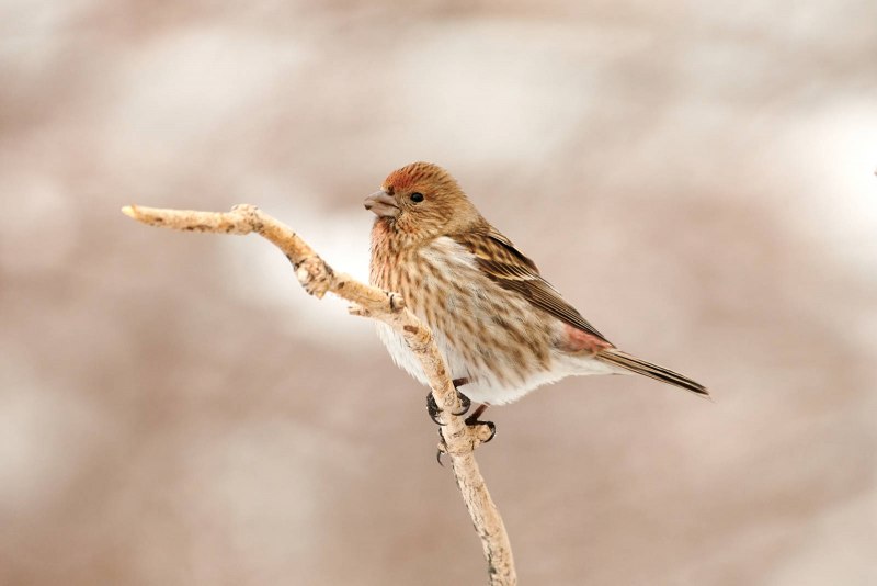 Сибирская чечевица (Carpodacus roseus (Pall.)