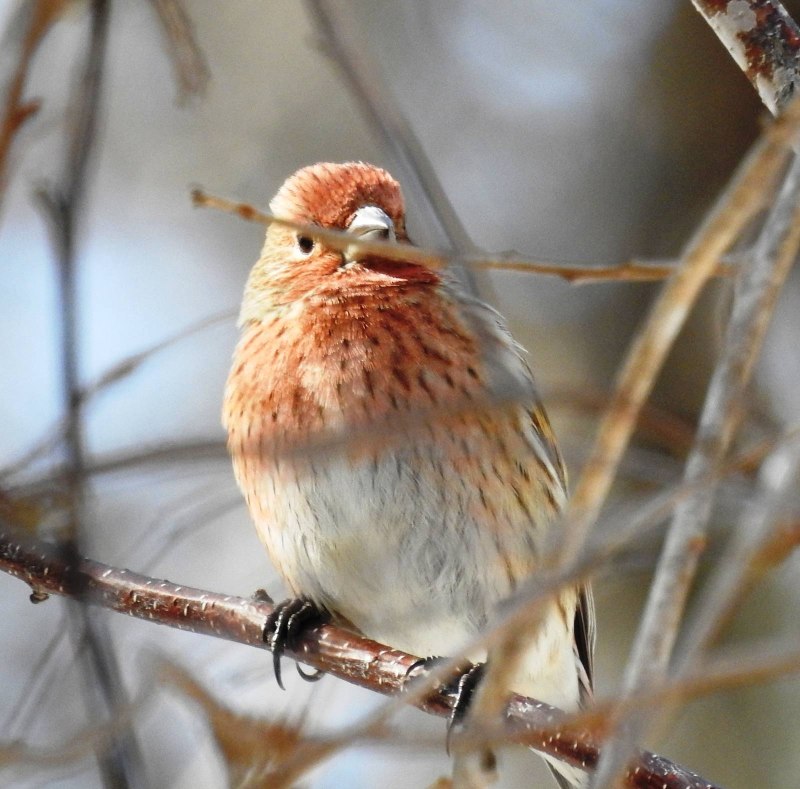 Сибирская чечевица Carpodacus roseus