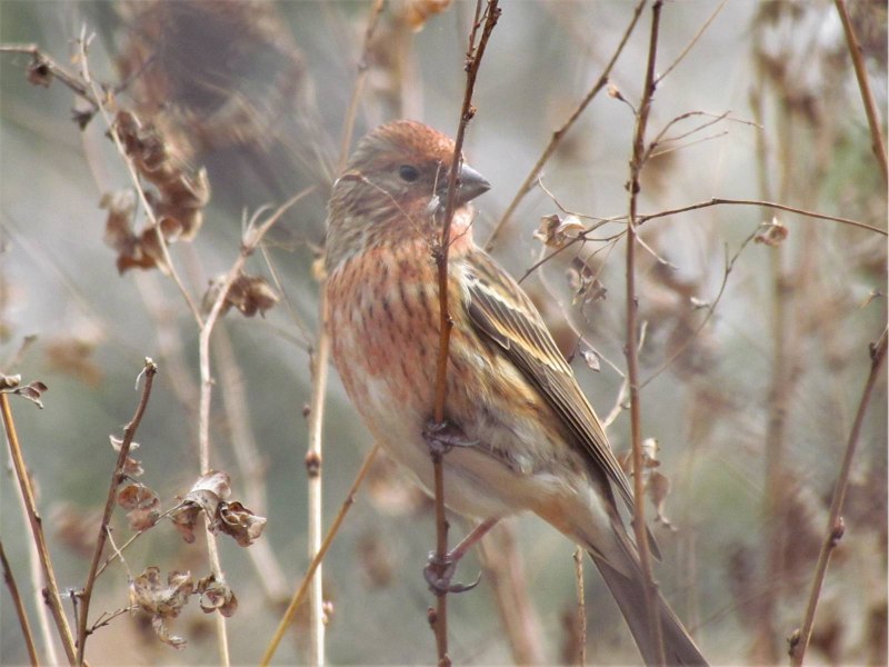 Сибирская чечевица Carpodacus roseus