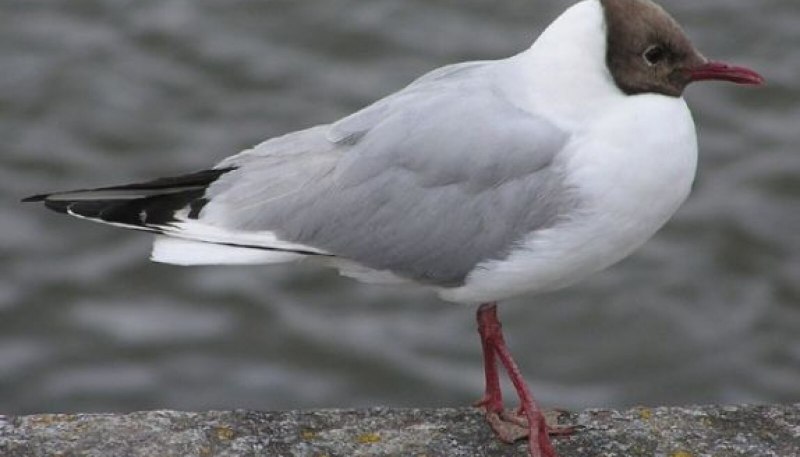 Озёрная Чайка (Larus ridibundus)