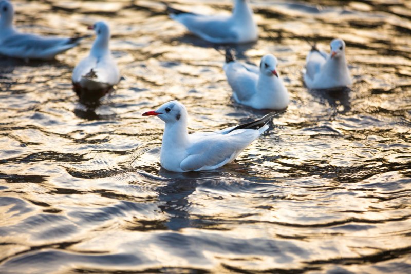 Чайки сидят на воде