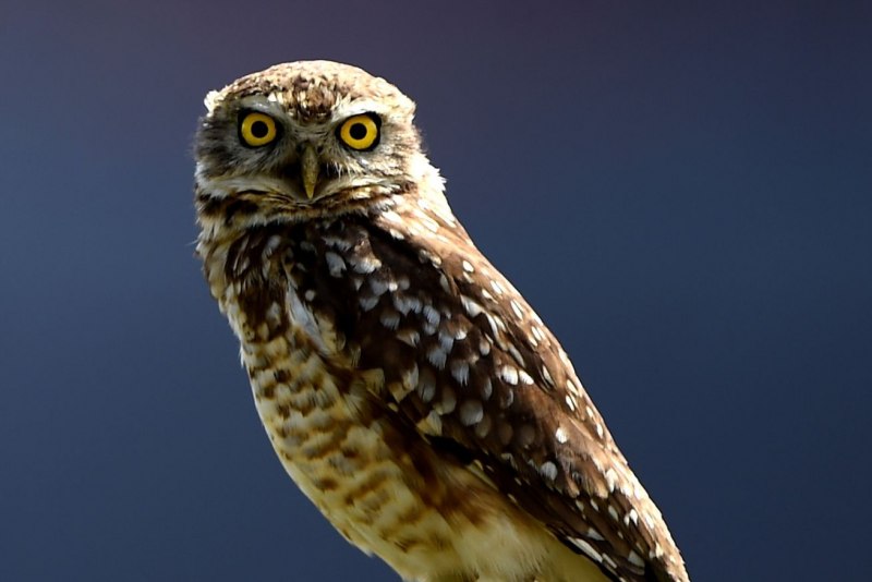Screech Owl