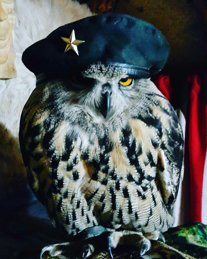 Белый Филин да ты шо