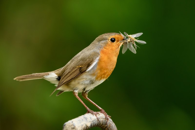 Зарянка – Erithacus rubecula