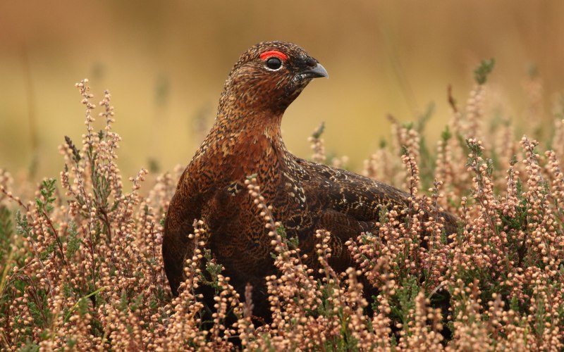 Дрозд-рябинник (turdus pilaris)