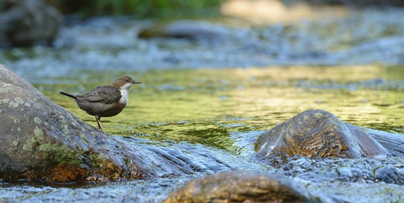 Птицы живущие возле воды