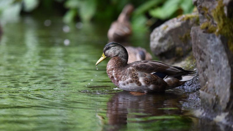 Болотная водоплавающая дичь