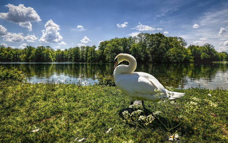 Гессен лебедь