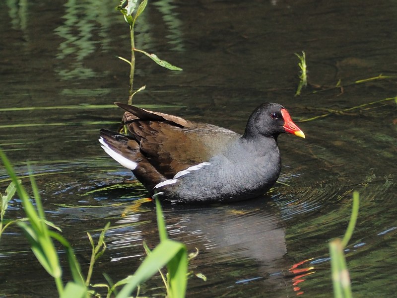Камышница Gallinula chloropus