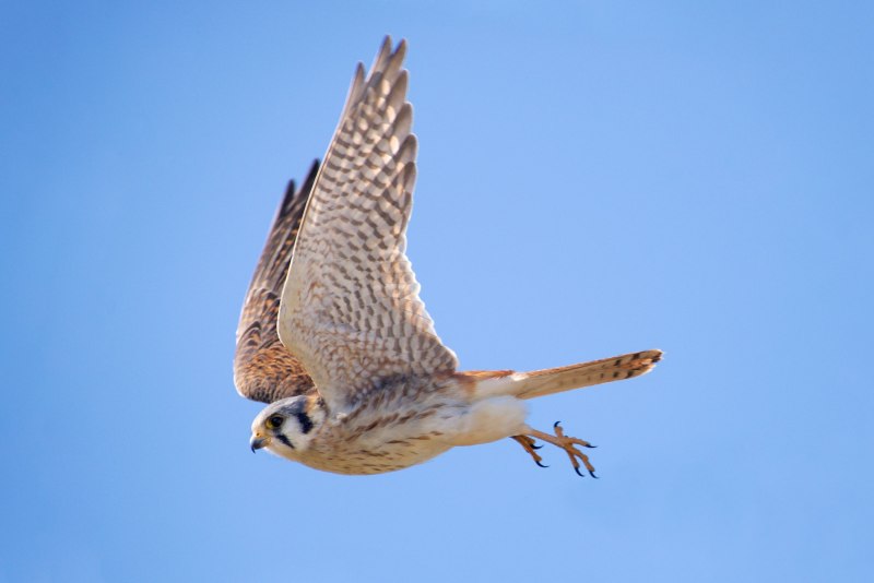 Falco sparverius
