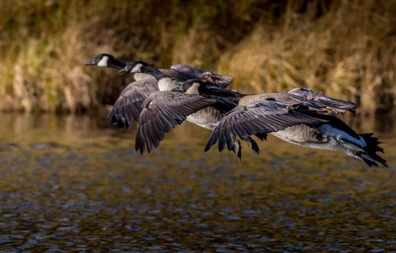 Canada Goose птица