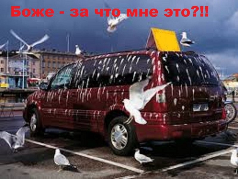 Автомобиль в птичьем помете