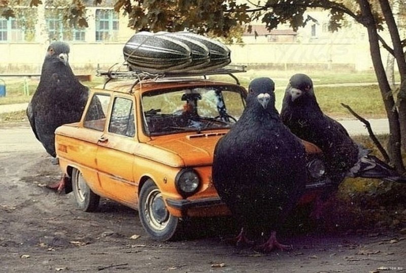 Голуби и Запорожец