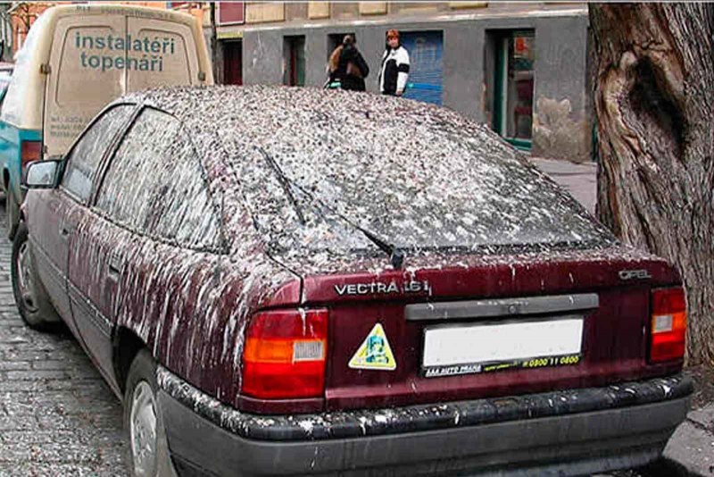 П И птицы и автомобиль