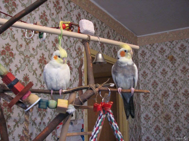 Жердочка для птиц