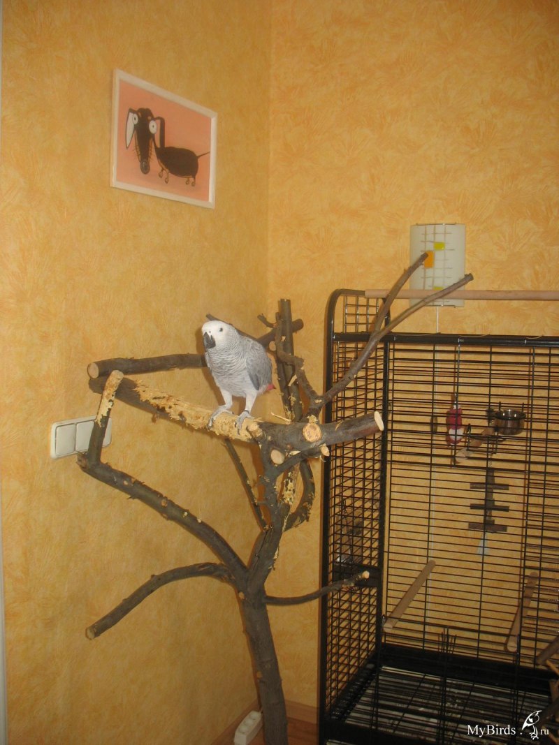 Домик для попугаев жако