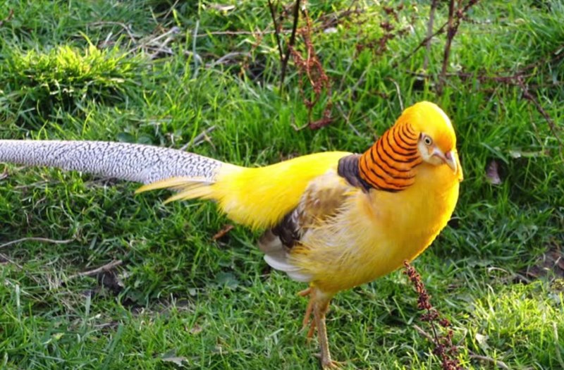 Yellow Pheasant