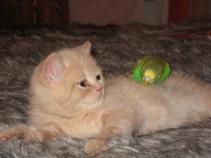 Котенок и попугай