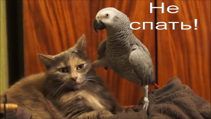 Приколы с котами и попугаями
