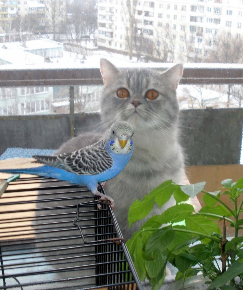 Кошка с попугаем