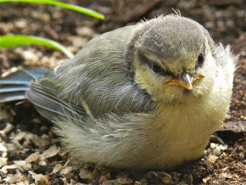 Горная трясогузка (Motacilla cinerea)