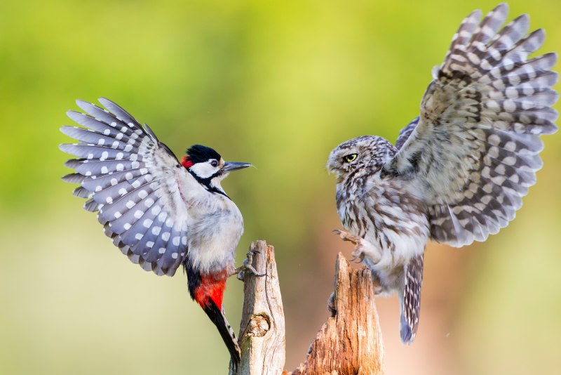 Icterus jamacaii