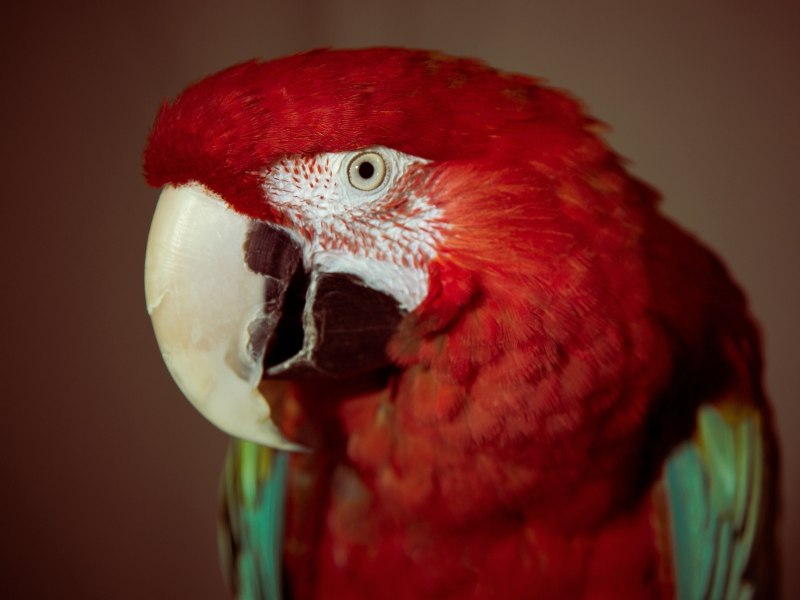Корелла Cockatiel