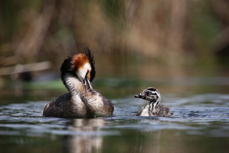 Большая поганка Podiceps cristatus Эвенкии