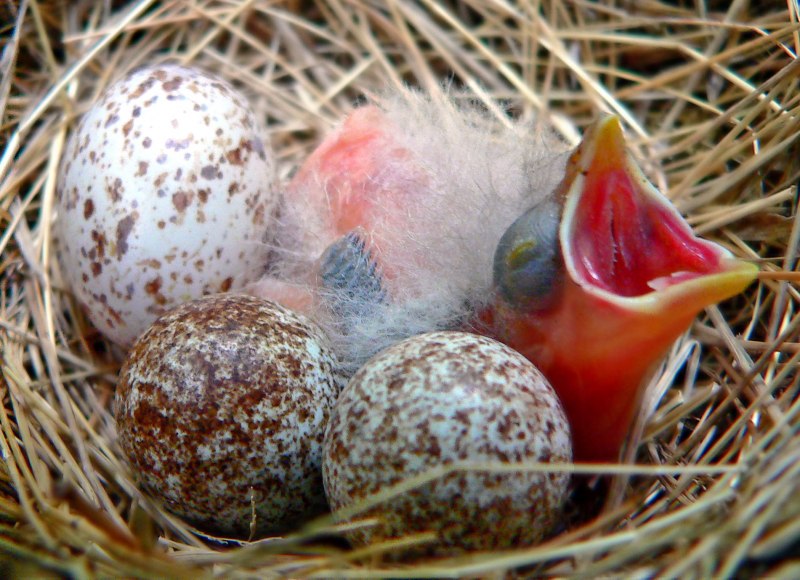 Bird Eggs