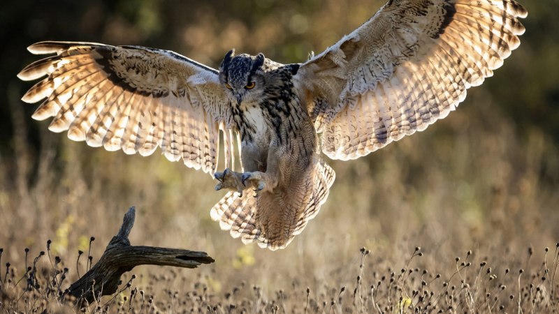 Eurasian Eagle Owl